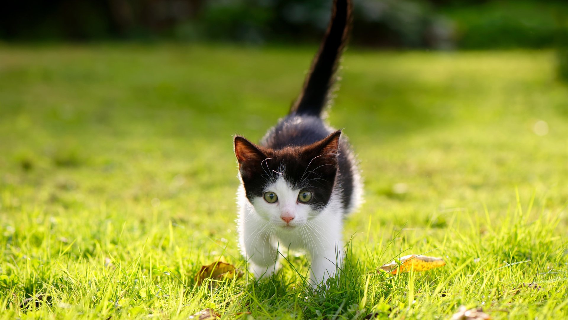 雷火电竞-重剑无锋，当阿劳霍的防守成为巴萨最华丽的芭蕾