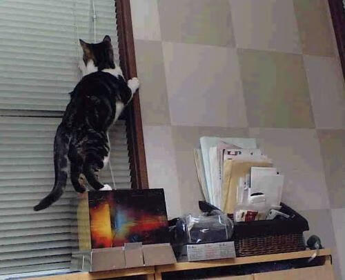 双塔重启!戈贝尔无差别攻击轰塌老鹰,灰熊展现西部搅局者獠牙