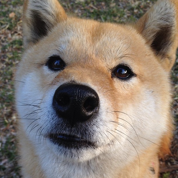 双城记，美加墨世界杯焦点战前夕，火箭与篮网的跨界鏖战