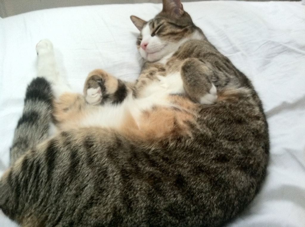 雷火电竞网址-金城汤池，国王万箭穿心；运筹帷幄，哈利伯顿堪称完美指挥官