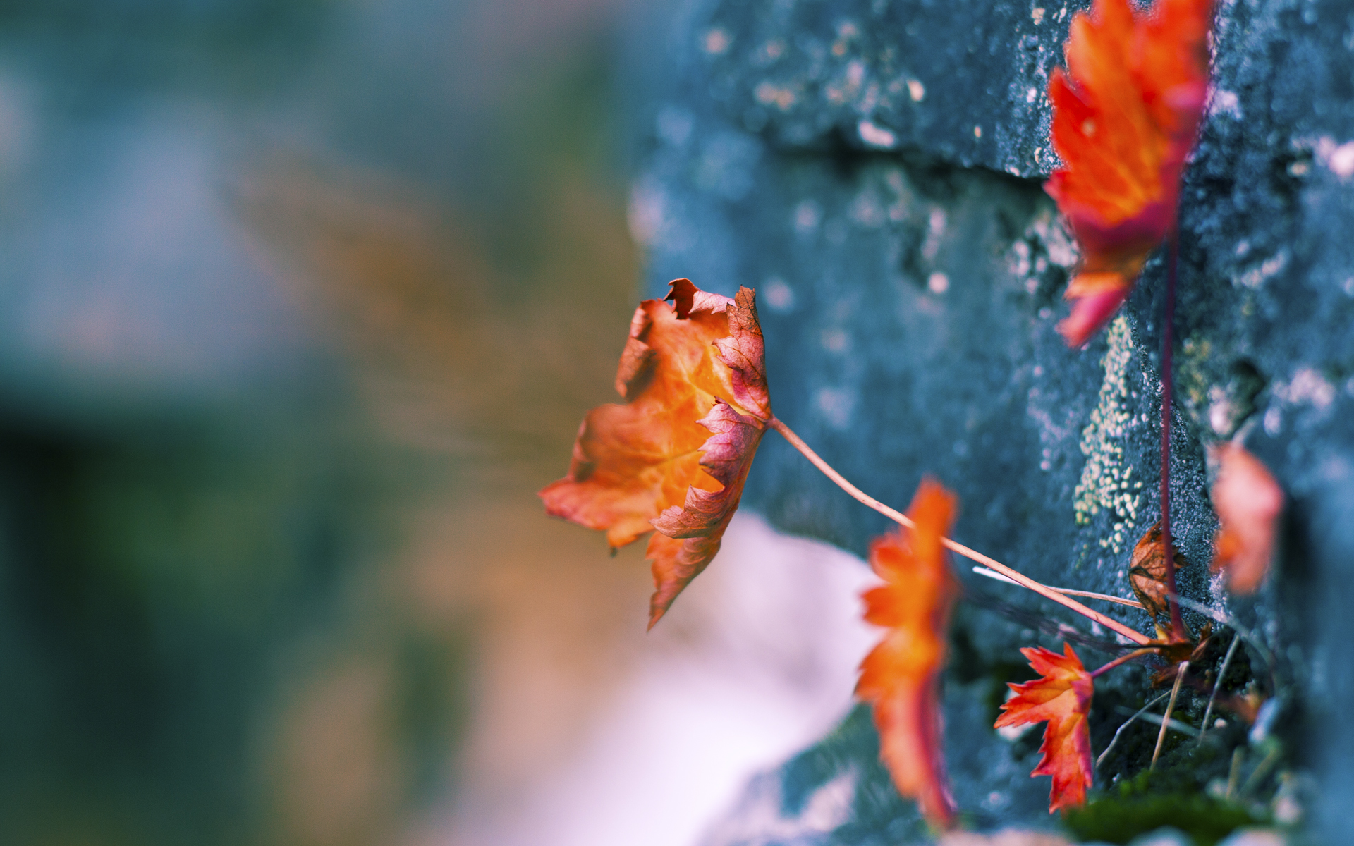 命运交叉口，在严寒中燃烧的11号