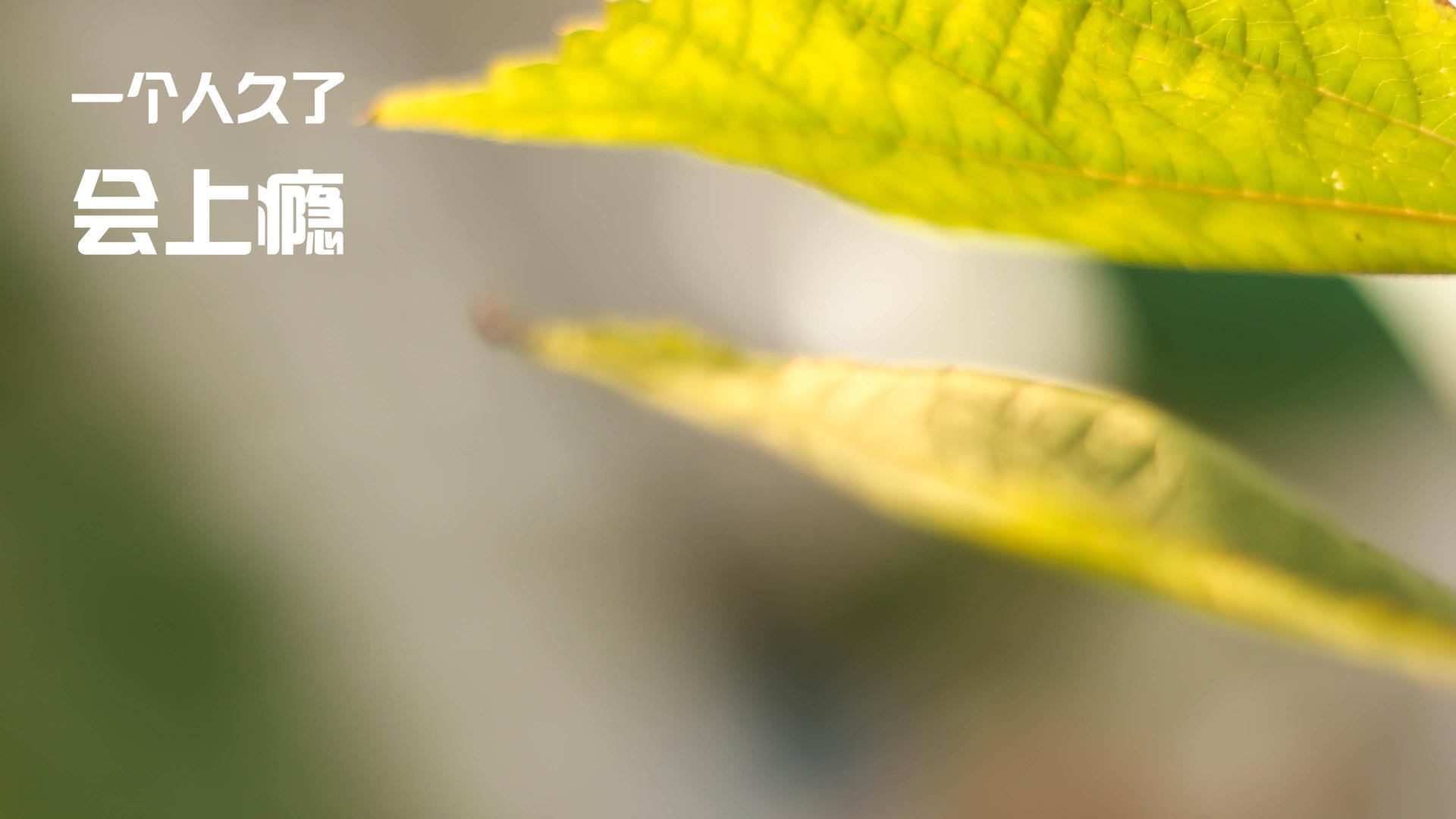 雷火电竞-绿茵启示录，独狼的爆发与狼群的节奏