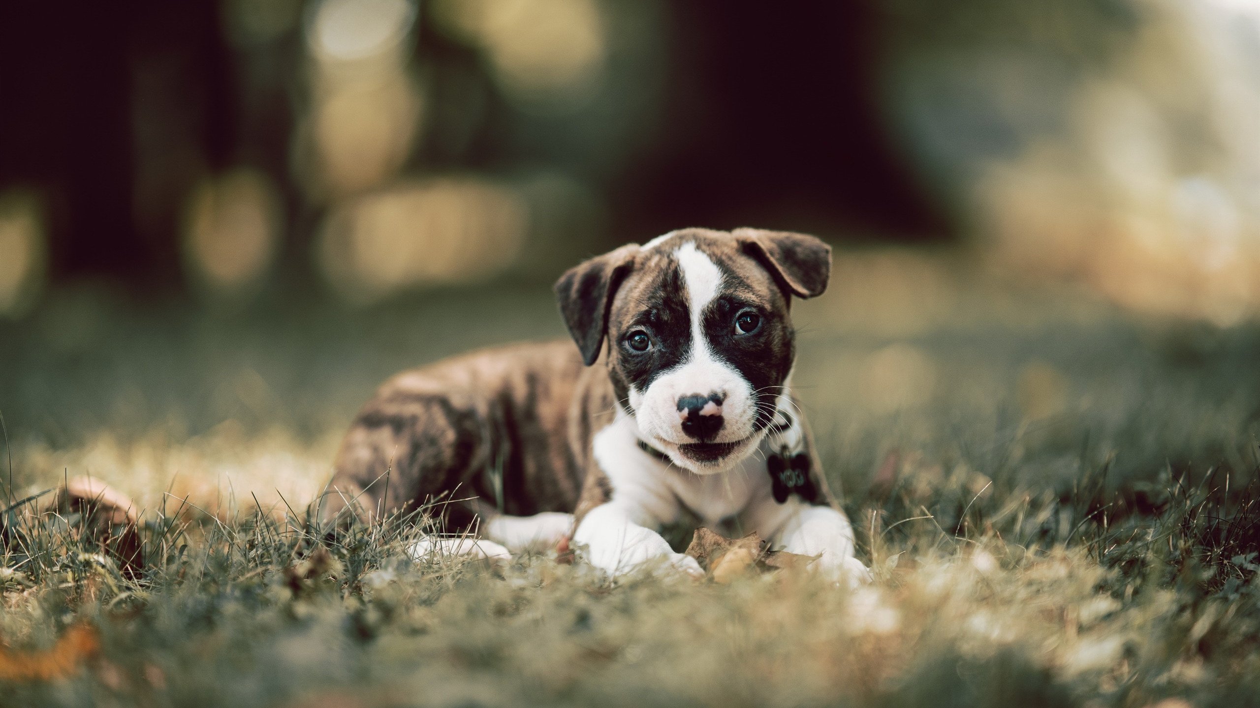 利刃出鞘,皮克封神一战,加纳绝杀助球队挺进欧冠决赛