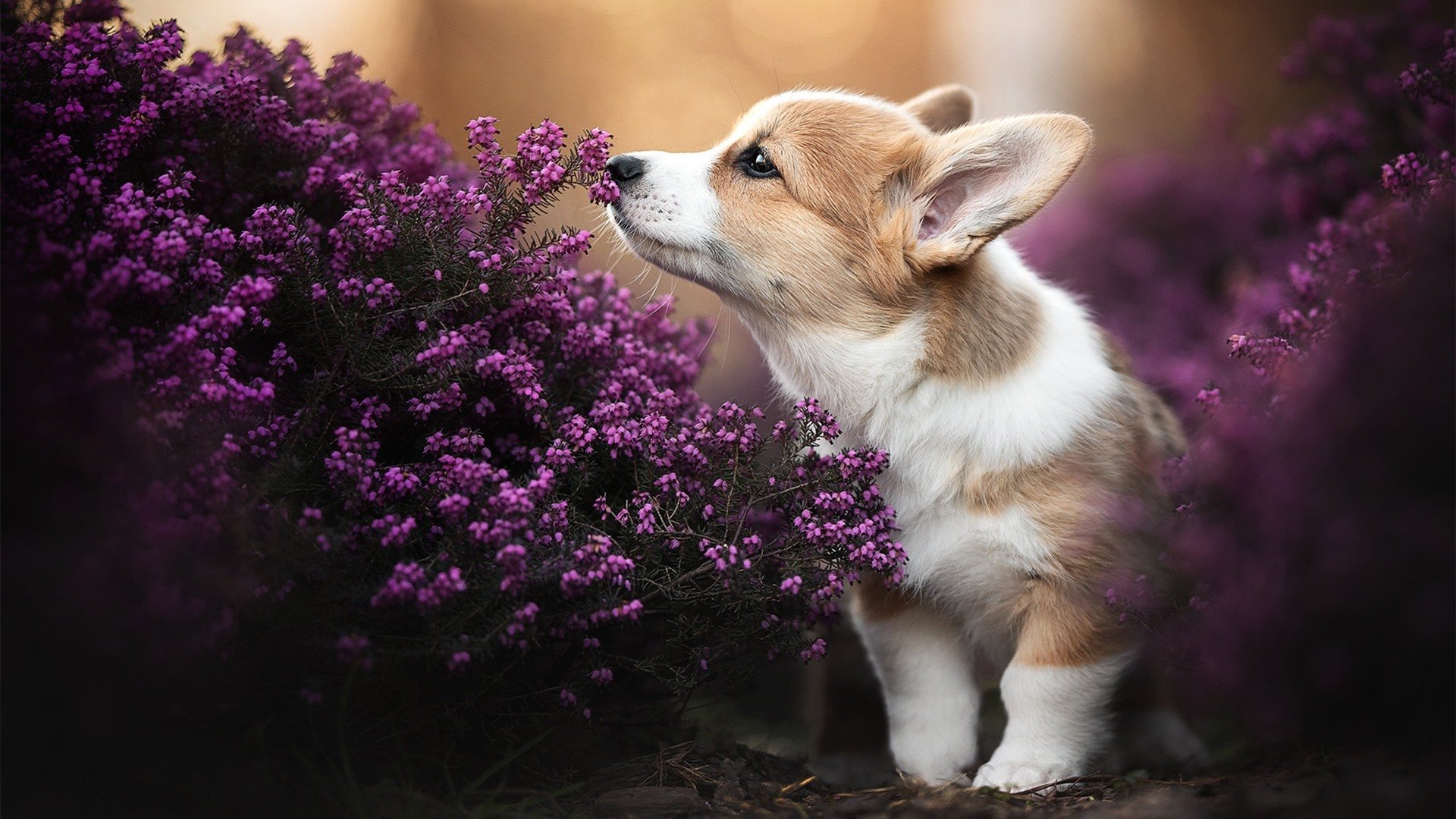 雷火电竞亚洲先驱-末节狂飙！乔治统治攻防主宰洛城德比，快船窒息节奏终带走湖人