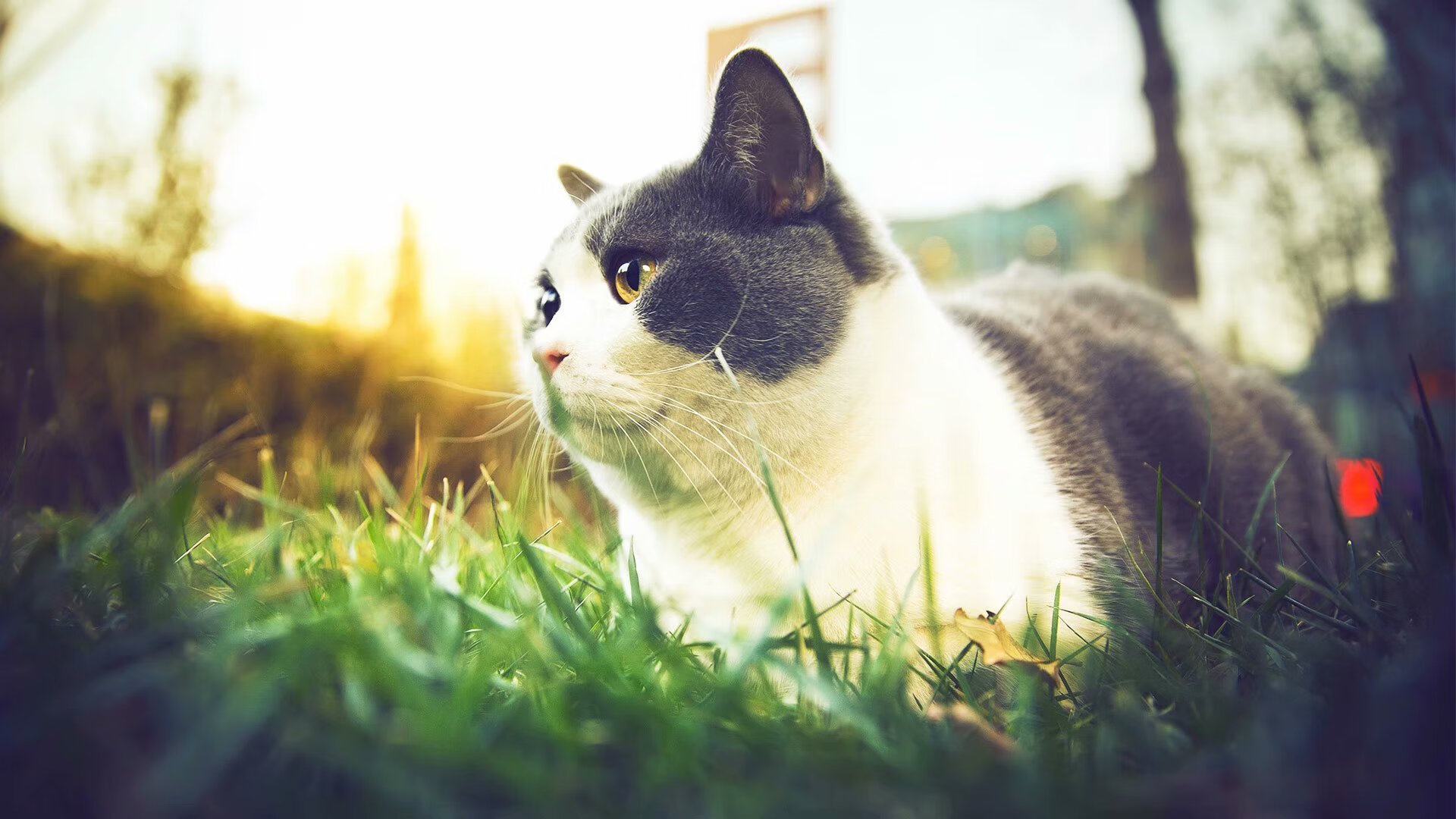 撕裂南美天空的英伦磐石,当斯通斯在洪都拉斯禁区掀起风暴