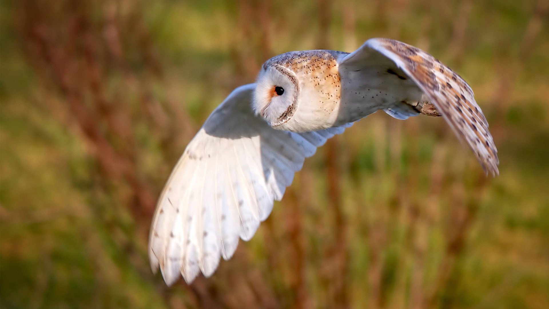雷火电竞网站-绿茵与硬木的传奇，贝蒂斯碾压瑞典，迪亚斯抢七定江山