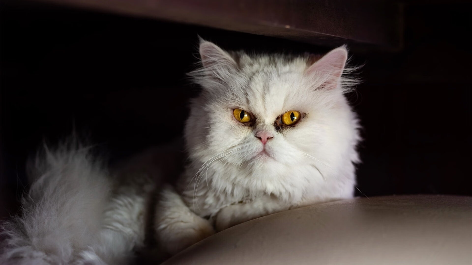 雷火电竞下载-当迈阿密的飓风席卷江南—记平行宇宙中一场梦之熔炉的篮球奇袭