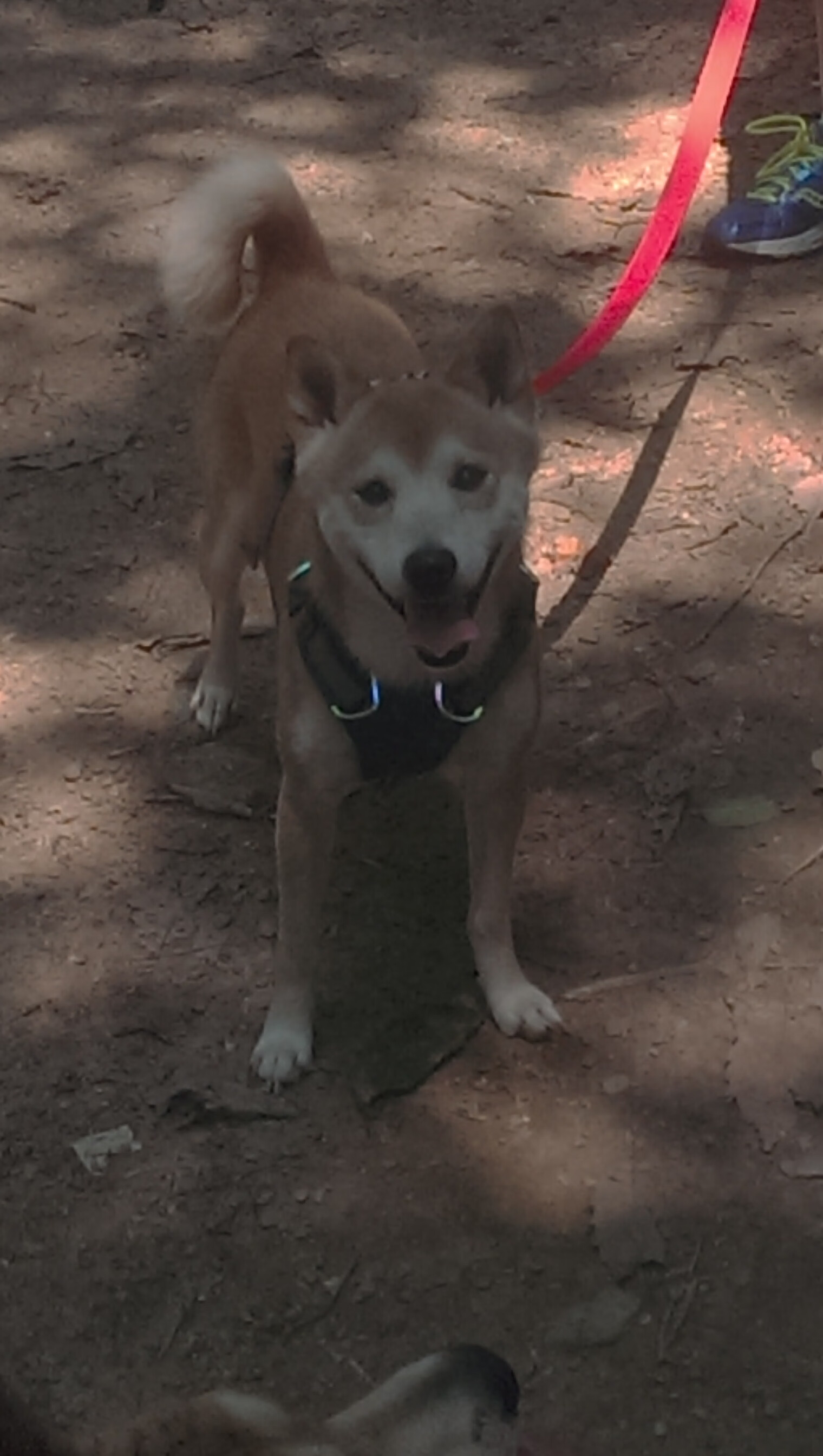 雷火电竞-平行世界的光束，从巴马科到北伦敦，足球如何同时书写两则传说