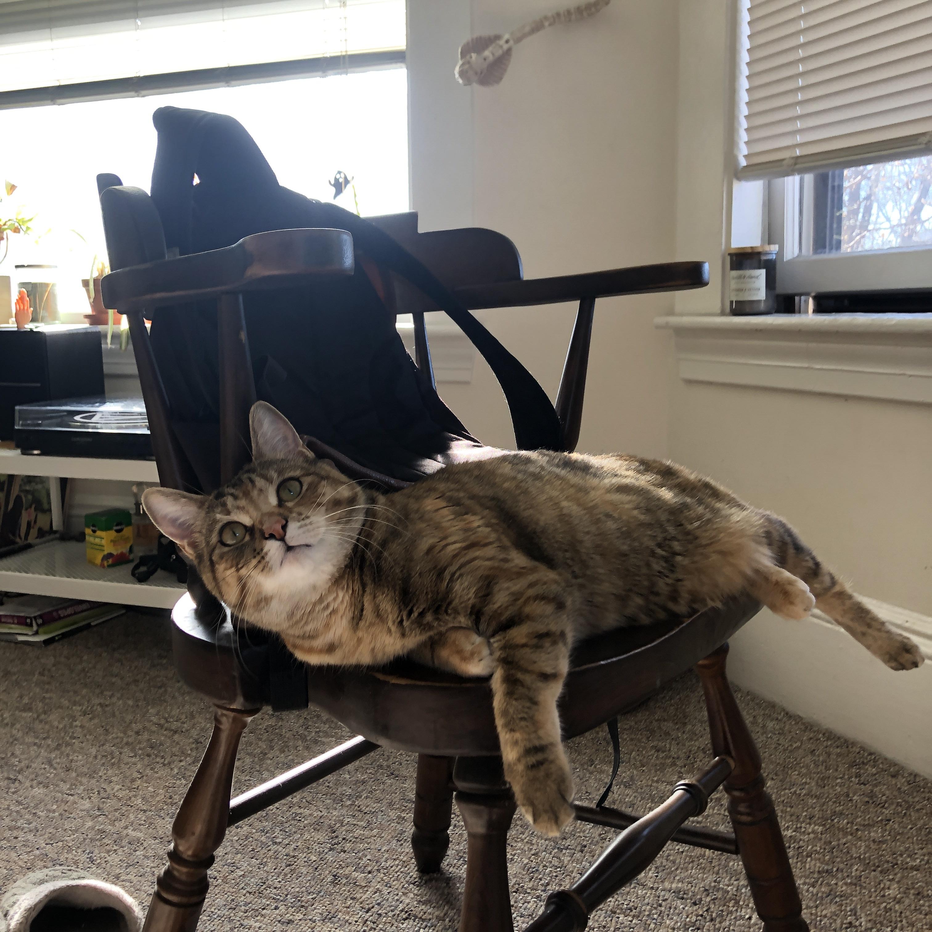 硬仗之王奥利维耶，维也纳的意志如何让奥地利在巴黎的战场上实现不可能的完胜