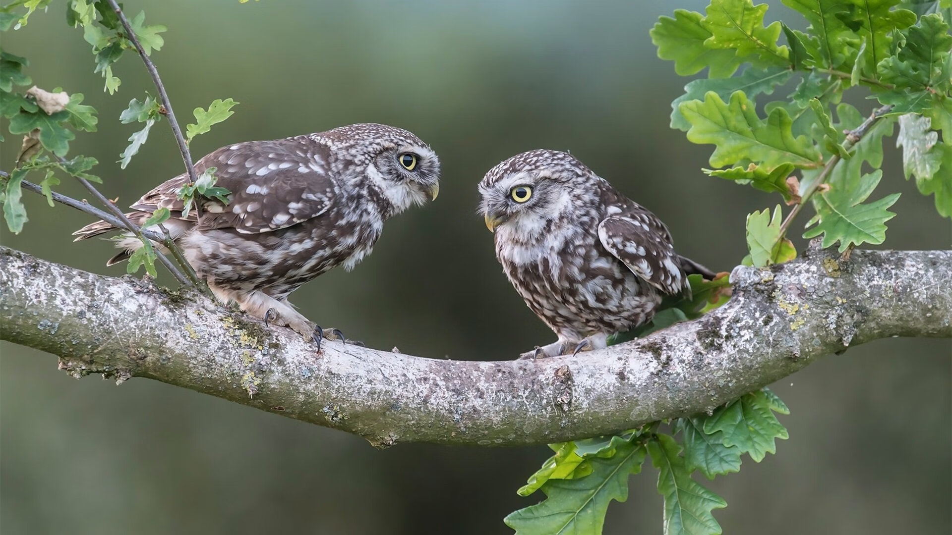 雷火电竞充值-卡塔尔绝唱，罗德里戈独舞，切尔西的荣耀加冕之夜
