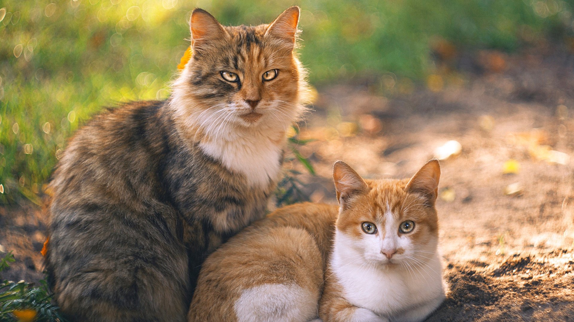 雷火电竞合作-东亚决赛焦点战，毕尔巴鄂生死战取胜阿尔及利亚，铸就跨洲传奇