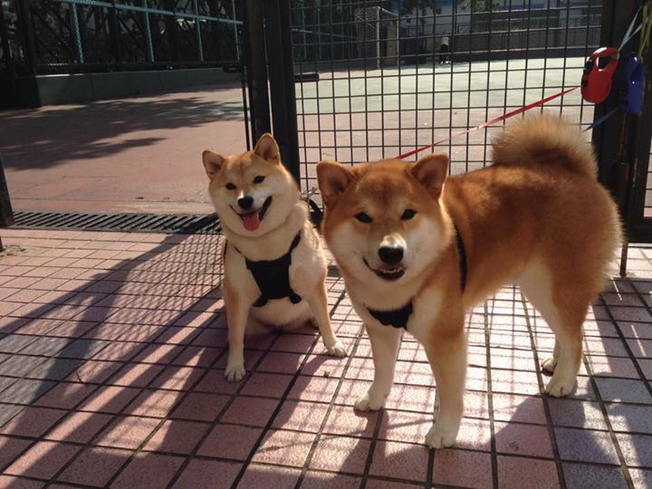 雷火电竞下载-哈兰德与厄瓜多尔，大西洋两岸，足球的双向征服