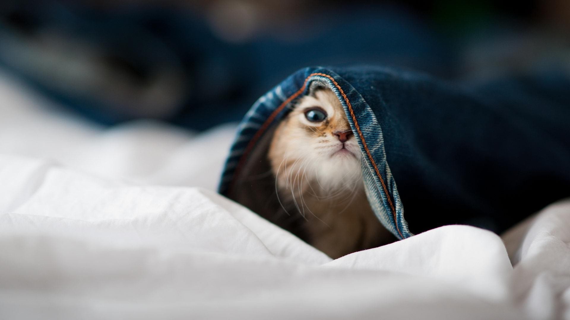 当加纳边境线出现在篮球场上，阿拉巴如何用一记三分改写西决命运