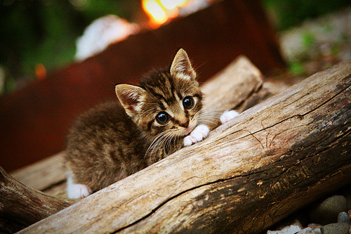 冰封与淬火，当吉林的铁蹄踏过底特律，德罗赞在世界的熔炉中加冕