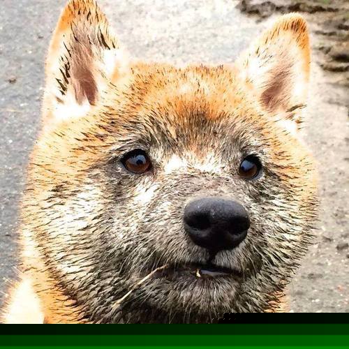 镁光灯与千斤顶,圣西罗之夜,蒂亚戈以沉默者的交响诗完成救赎