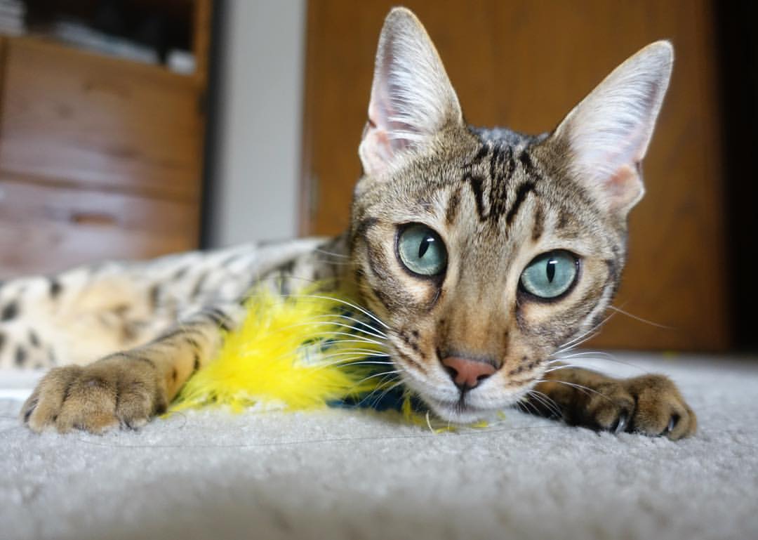 雷火电竞下载-双线争锋，F1年度争冠焦点战与凯尔特人绝杀爵士的独特之夜