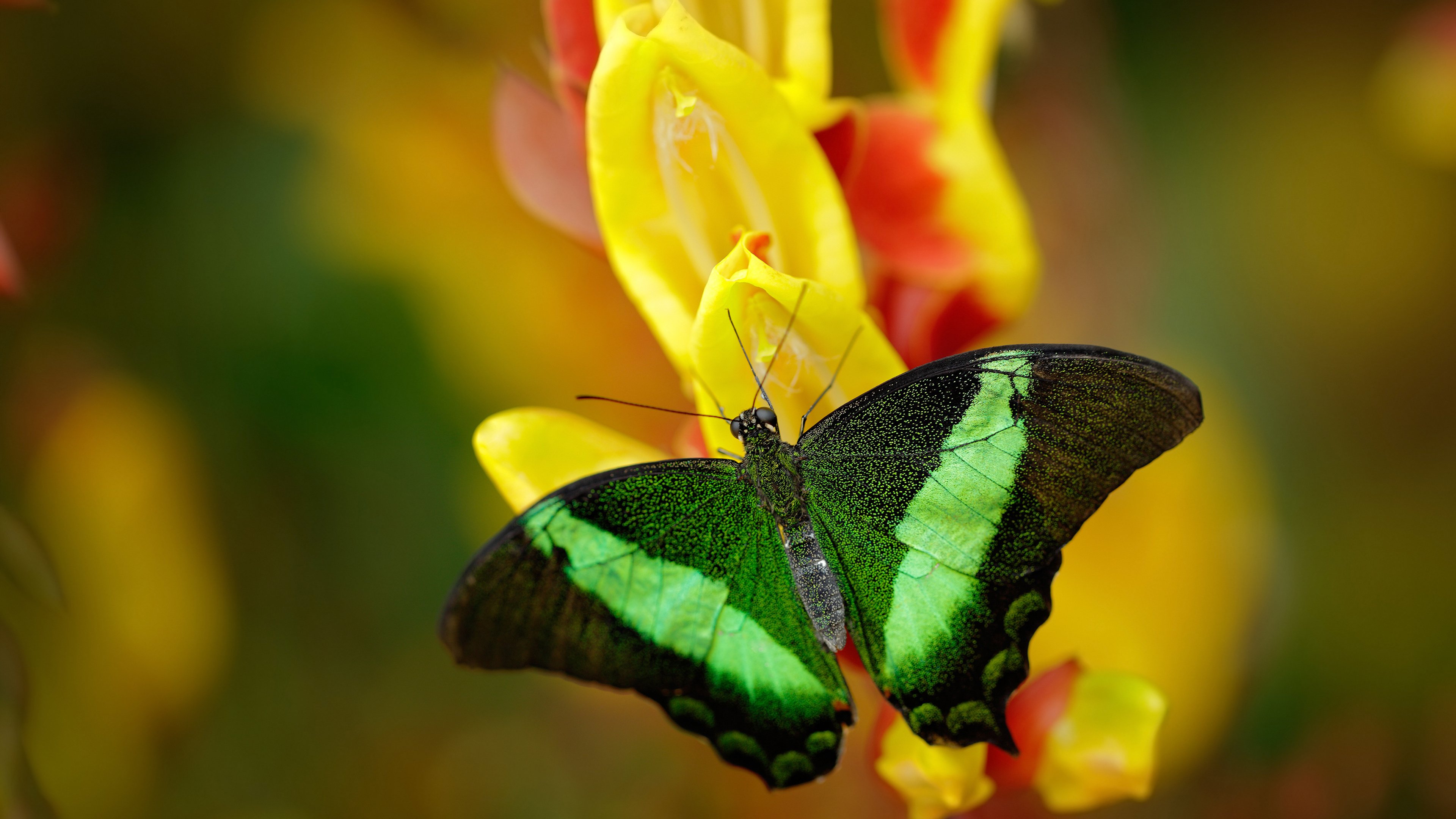 宇宙中心与环绕者，约基奇的太阳哲学如何定义胜负