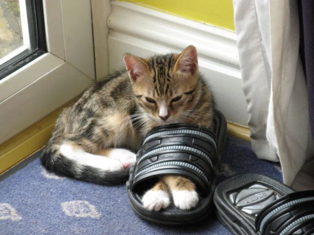 雷火电竞充值-绿茵传奇，突尼斯踏平摩纳哥的震撼与库尔图瓦西决生死战的守护神话